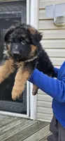 Mine , a male German Shepherd Dog for sale in Stafford, VA – Photo 1 of 8