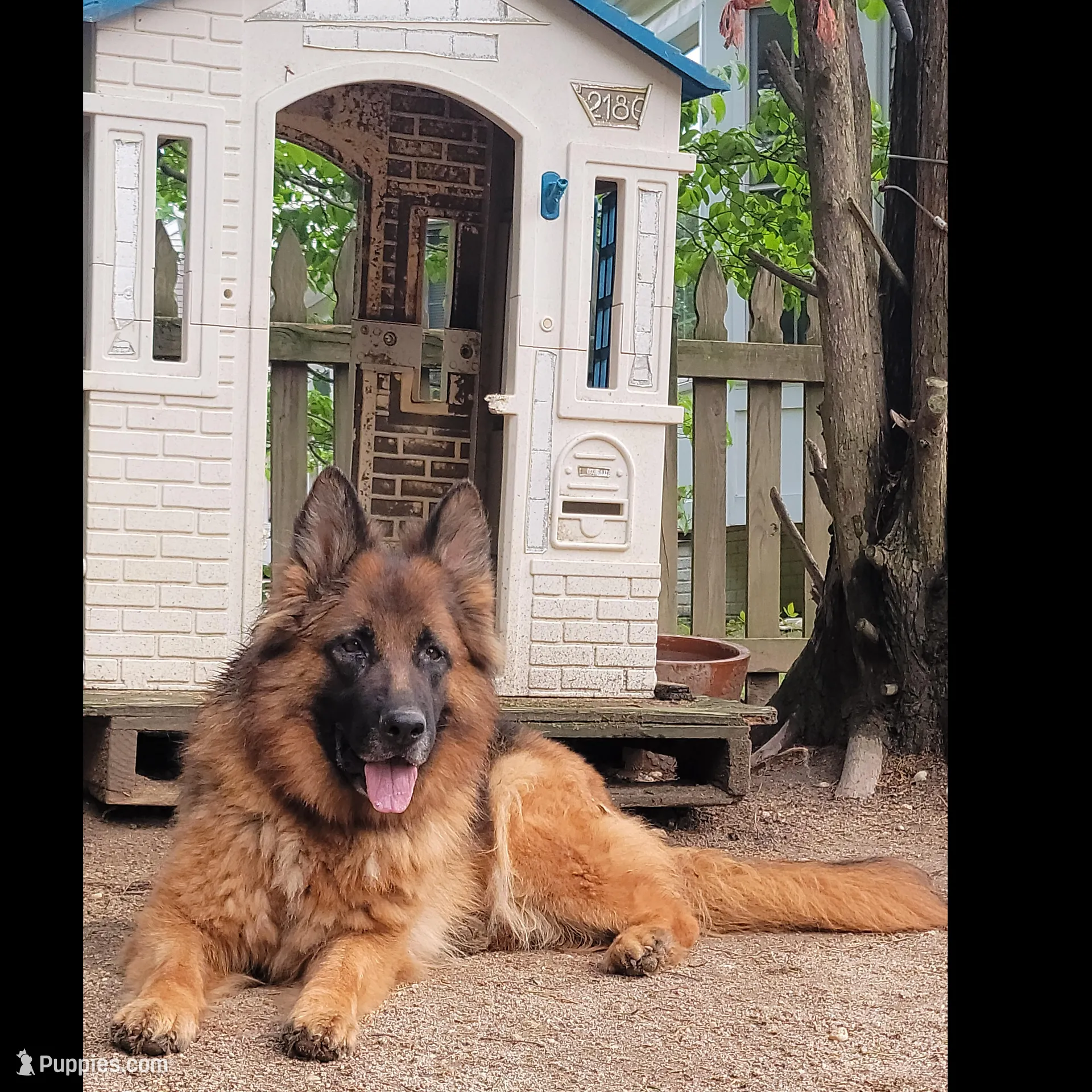 Mine , a male German Shepherd Dog for sale in Stafford, VA – Photo 7 of 8