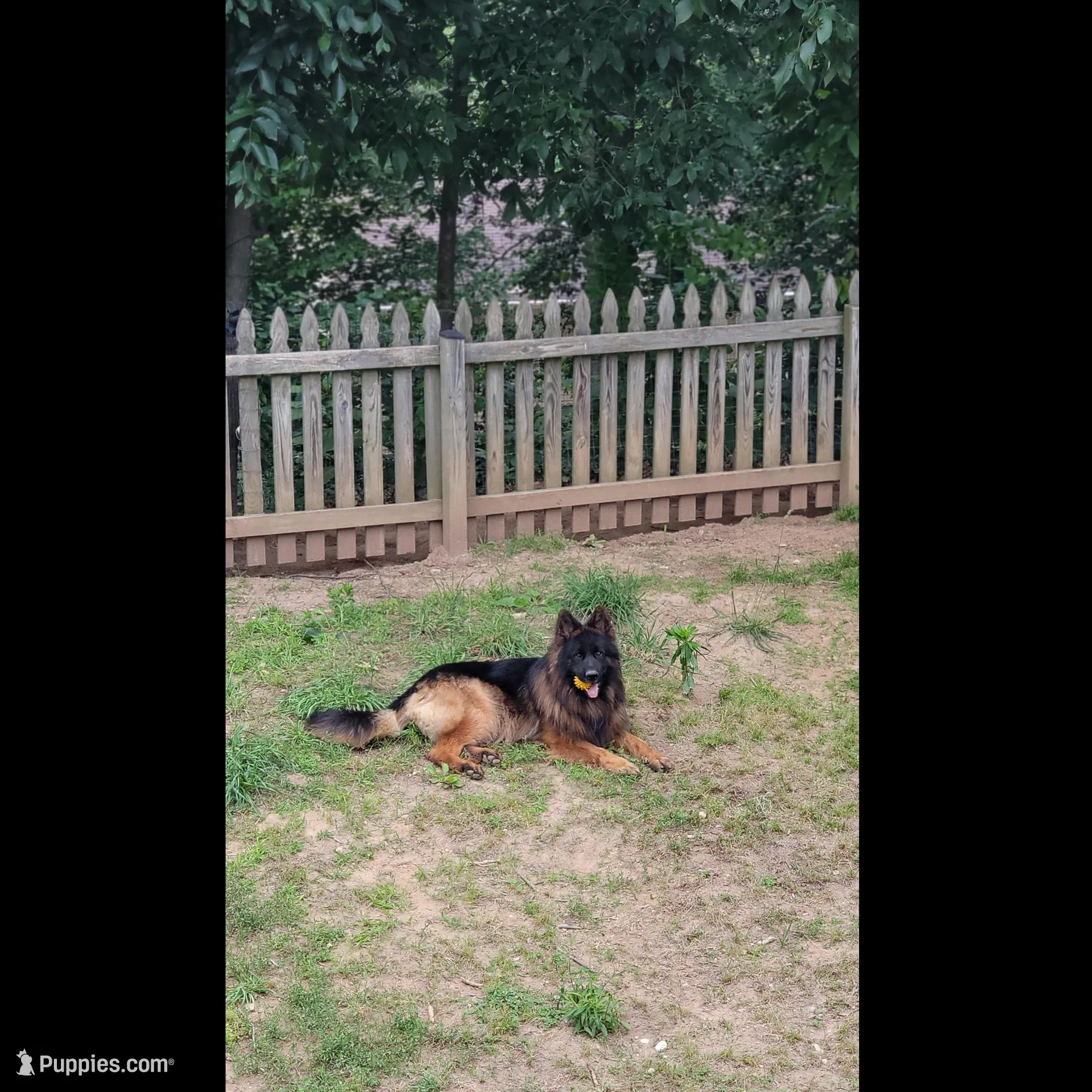 Mine , a male German Shepherd Dog for sale in Stafford, VA – Photo 6 of 8