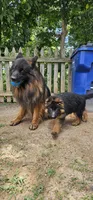 Girl 2 , a female German Shepherd Dog for sale in Stafford, VA – 8 of 10