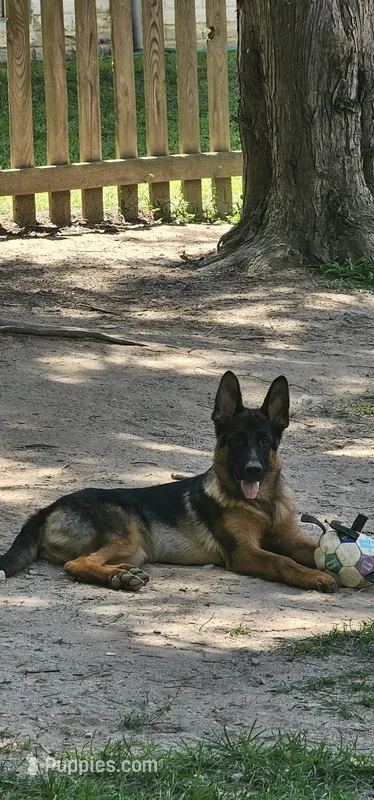 Girl 1 – German Shepherd Dog puppy for sale in Stafford, VA