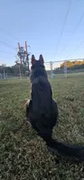 Jase, a female German Shepherd Dog for sale in Stafford, VA – 3 of 10