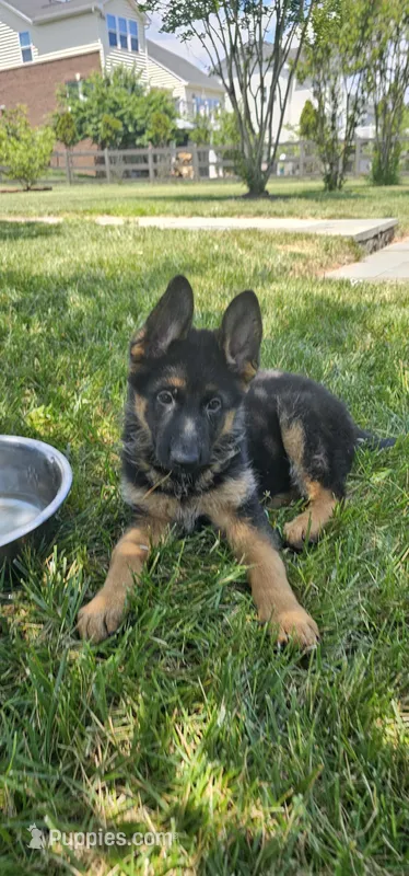 Girl 1 – German Shepherd Dog puppy for sale in Stafford, VA