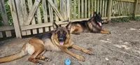 Black diamond, a female German Shepherd Dog for sale in Stafford, VA – 4 of 5
