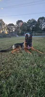 Jase, a female German Shepherd Dog for sale in Stafford, VA – 5 of 10