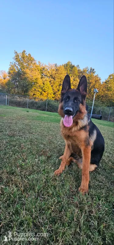 Jase – German Shepherd Dog puppy for sale in Stafford, VA