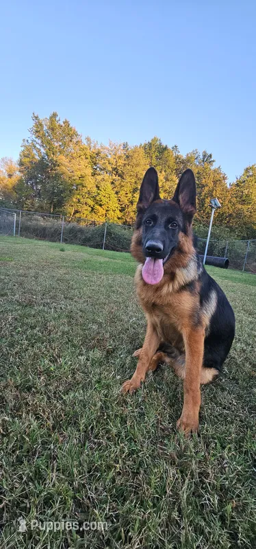 Jase – German Shepherd Dog puppy for sale in Stafford, VA
