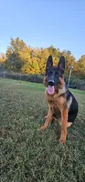 Jase, a female German Shepherd Dog for sale in Stafford, VA – 1 of 10