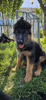 Boy1 , a male German Shepherd Dog for sale in Stafford, VA – 5 of 9