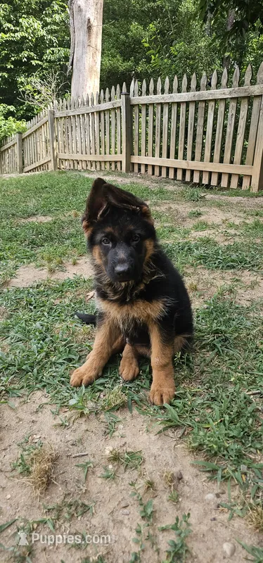 Boy2  – German Shepherd Dog puppy for sale in Stafford, VA