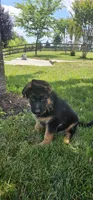 Boy2 , a male German Shepherd Dog for sale in Stafford, VA – 4 of 8