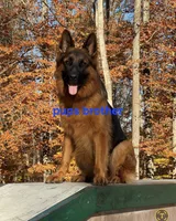 Boy2 , a male German Shepherd Dog for sale in Stafford, VA – 9 of 10