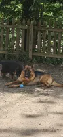 Girl 2 , a female German Shepherd Dog for sale in Stafford, VA – 6 of 10