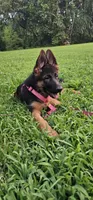 Girl 1, a female German Shepherd Dog for sale in Stafford, VA – 7 of 10