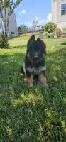 Black diamond, a female German Shepherd Dog for sale in Stafford, VA – 2 of 5