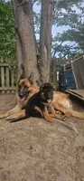 Boy2 , a male German Shepherd Dog for sale in Stafford, VA – 7 of 8