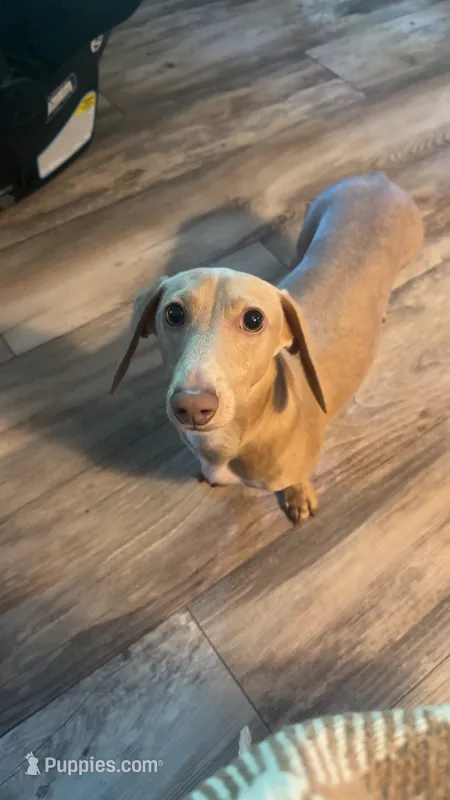 Theo – Miniature Dachshund puppy for sale in Beulaville, NC