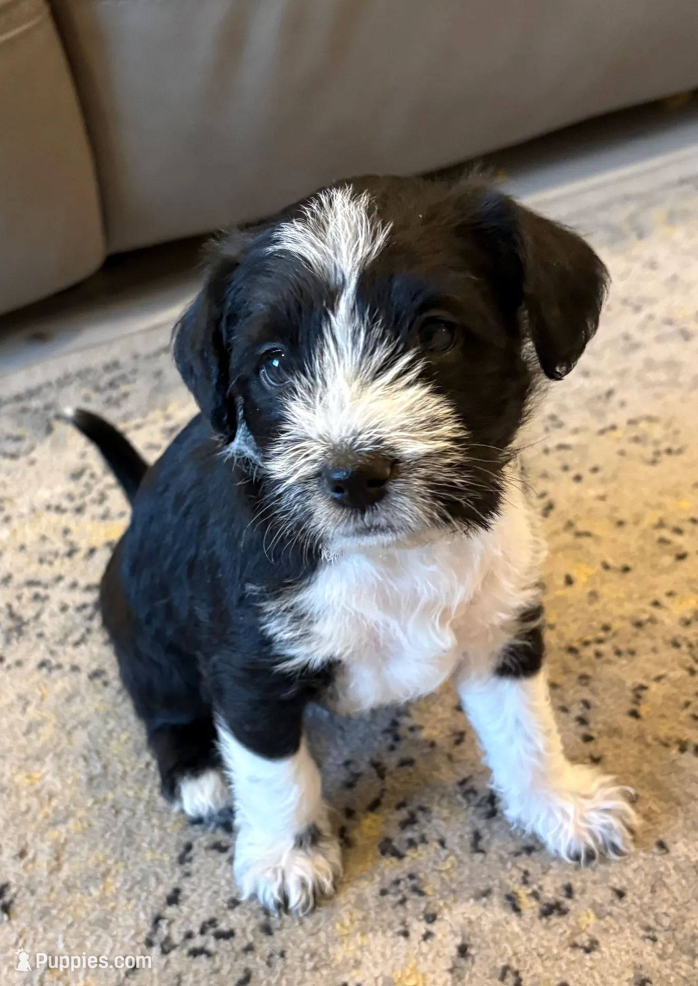 Knox – Cavapoo, Basenji puppy for sale in Spanish Fork, UT