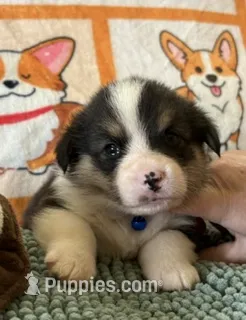 AKC - Blue Collar - Black Tri Male – Pembroke Welsh Corgi puppy for sale in Brashear, MO