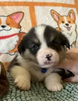 AKC - Blue Collar - Black Tri Male, a male Pembroke Welsh Corgi for sale in Brashear, MO – 1 of 6