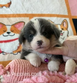 AKC - Purple Collar - Bluie Tri Female – Pembroke Welsh Corgi puppy for sale in Brashear, MO