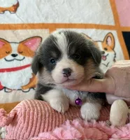 AKC - Purple Collar - Bluie Tri Female, a female Pembroke Welsh Corgi for sale in Brashear, MO – 1 of 7