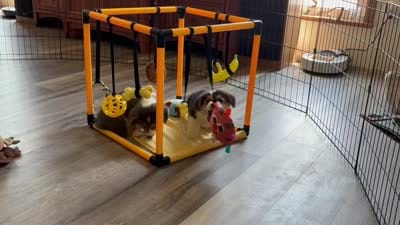 AKC - Green Collar - Bluie Tri Male, a male Pembroke Welsh Corgi for sale in Brashear, MO – 10 of 10