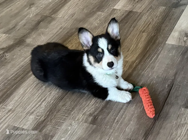 Green Collar Boy – Pembroke Welsh Corgi puppy for sale in Brashear, MO