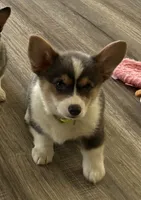 AKC - Neon Green Collar - Bluie Tri Female, a female Pembroke Welsh Corgi for sale in Brashear, MO – 2 of 10