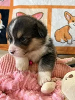 AKC - Bright Pink Collar - Black Tri Female, a female Pembroke Welsh Corgi for sale in Brashear, MO – 4 of 7