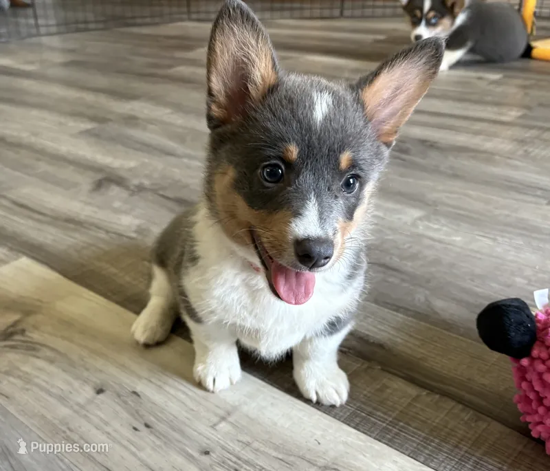 APRI - Orange Collar - Bluie Tri Female – Pembroke Welsh Corgi puppy for sale in Brashear, MO