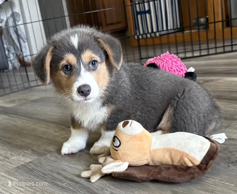 AKC - Green Collar - Bluie Tri Male – Pembroke Welsh Corgi puppy for sale in Brashear, MO