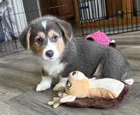 AKC - Green Collar - Bluie Tri Male, a male Pembroke Welsh Corgi for sale in Brashear, MO – 1 of 10