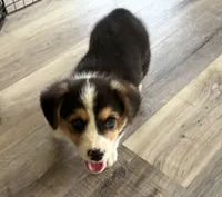 AKC - Blue Collar - Black Tri Male, a male Pembroke Welsh Corgi for sale in Brashear, MO – 2 of 10