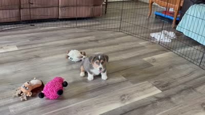 AKC - Green Collar - Bluie Tri Male, a male Pembroke Welsh Corgi for sale in Brashear, MO – 9 of 10