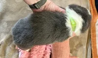 AKC - Neon Green Collar - Bluie Tri Female, a female Pembroke Welsh Corgi for sale in Brashear, MO – 3 of 6