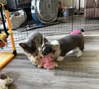 AKC - Neon Green Collar - Bluie Tri Female, a female Pembroke Welsh Corgi for sale in Brashear, MO – 4 of 10