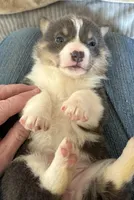 Red Collar Bluie Girl, a female Pembroke Welsh Corgi for sale in Brashear, MO – Photo 4 of 5