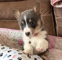 Red Collar Bluie Girl, a female Pembroke Welsh Corgi for sale in Brashear, MO – Photo 2 of 10