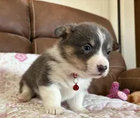Red Collar Bluie Girl, a female Pembroke Welsh Corgi for sale in Brashear, MO – Photo 2 of 5