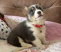 Red Collar Bluie Girl, a female Pembroke Welsh Corgi for sale in Brashear, MO – Photo 3 of 10