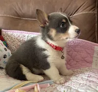 Red Collar Bluie Girl, a female Pembroke Welsh Corgi for sale in Brashear, MO – Photo 4 of 10