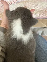 Red Collar Bluie Girl, a female Pembroke Welsh Corgi for sale in Brashear, MO – Photo 3 of 5