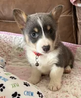 Red Collar Bluie Girl, a female Pembroke Welsh Corgi for sale in Brashear, MO – Photo 1 of 10