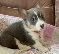 Red Collar Bluie Girl, a female Pembroke Welsh Corgi for sale in Brashear, MO – Photo 5 of 10