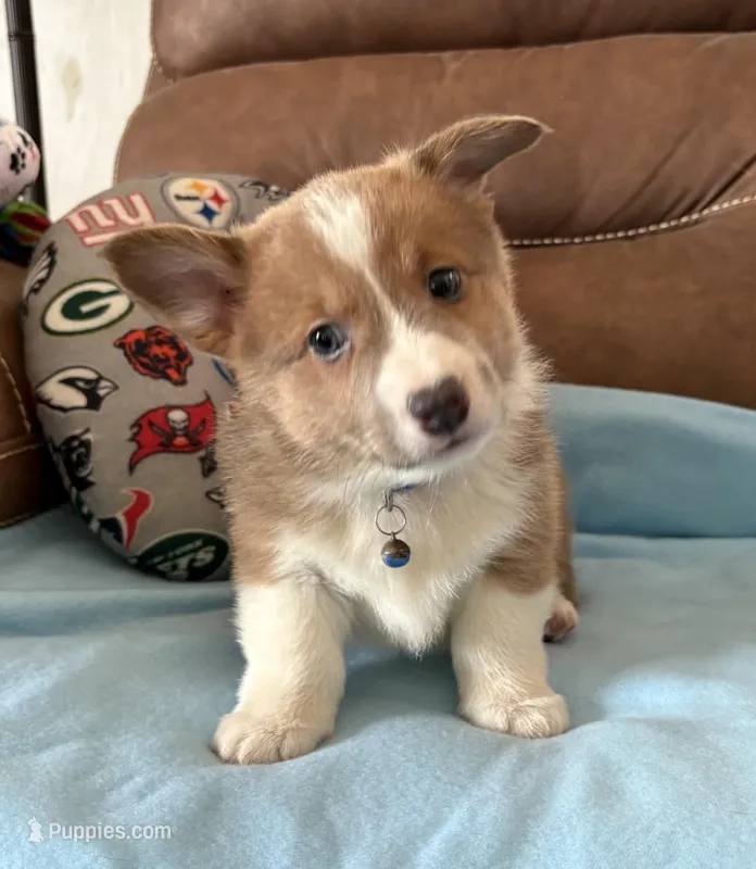 Blue Collar Boy – Pembroke Welsh Corgi puppy for sale in Brashear, MO