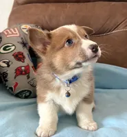 Blue Collar Boy, a male Pembroke Welsh Corgi for sale in Brashear, MO – Photo 2 of 9