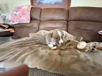 Blue Collar Boy, a male Pembroke Welsh Corgi for sale in Brashear, MO – Photo 7 of 7