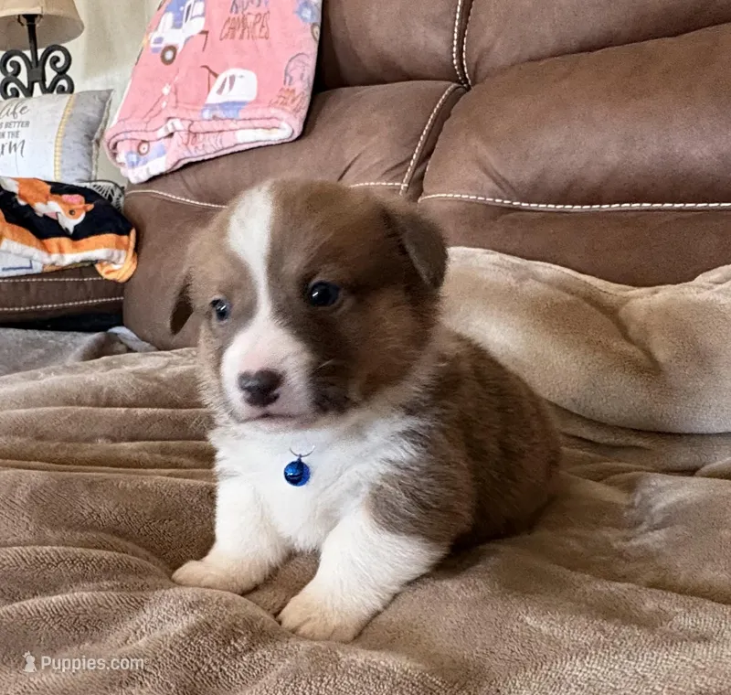 Blue Collar Boy – Pembroke Welsh Corgi puppy for sale in Brashear, MO
