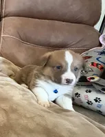 Blue Collar Boy, a male Pembroke Welsh Corgi for sale in Brashear, MO – Photo 3 of 7